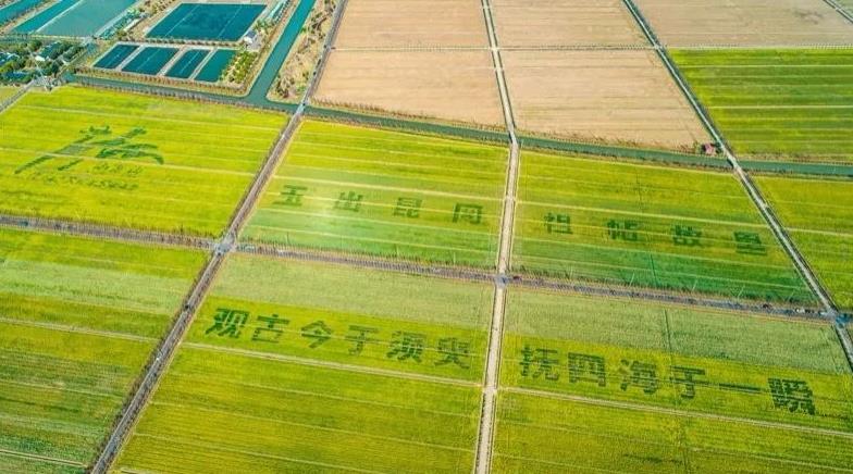 富氫水稻:產(chǎn)量品質(zhì)雙提升,松江特色農(nóng)業(yè)的新希望?.jpg